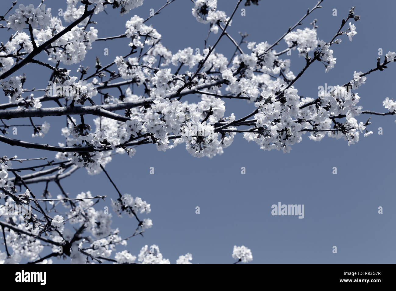 Early spring beautiful white flowers from trees. Black and white toned