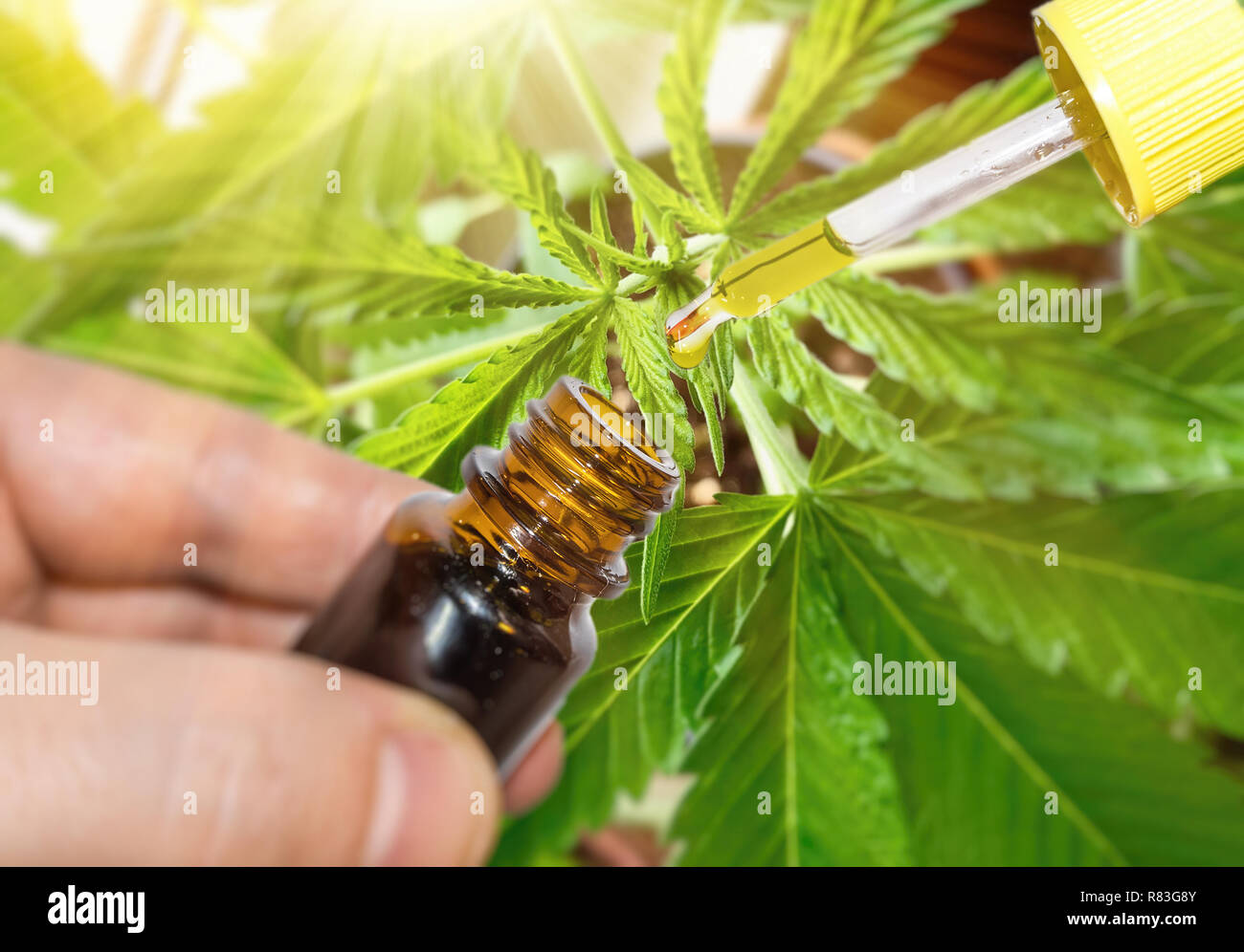 Pipette with Cannabis oil against Marijuana plant Stock Photo
