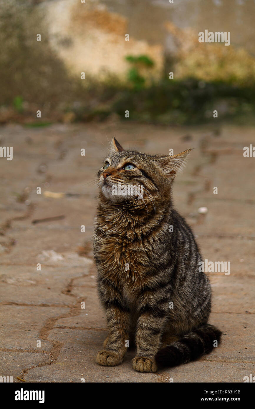 European Cat Portrait Portrait Of Beautiful Cat Cute Three Color