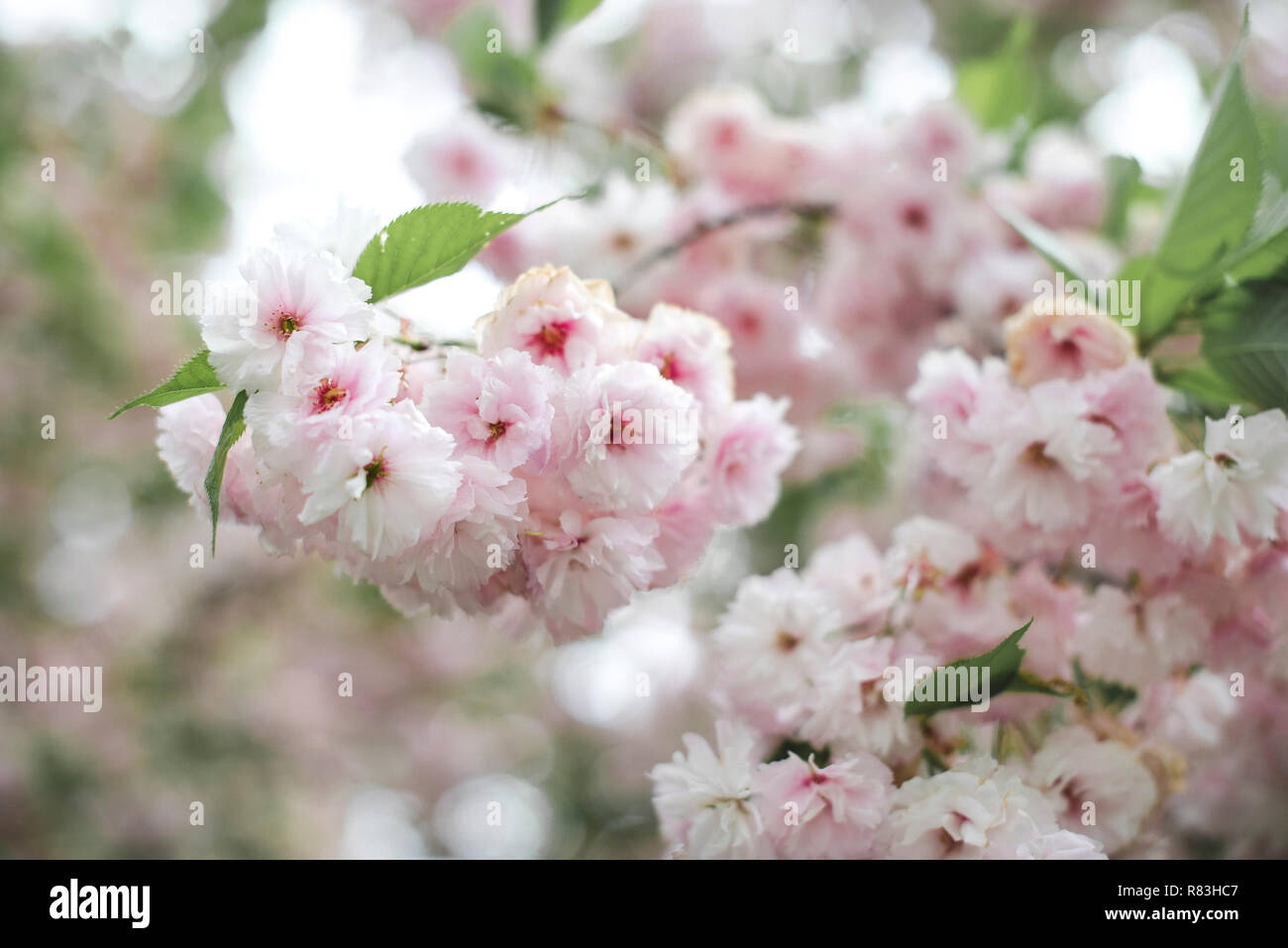 Cherry blossoms in full bloom at the Brooklyn Botanical Garden. Stock Photo