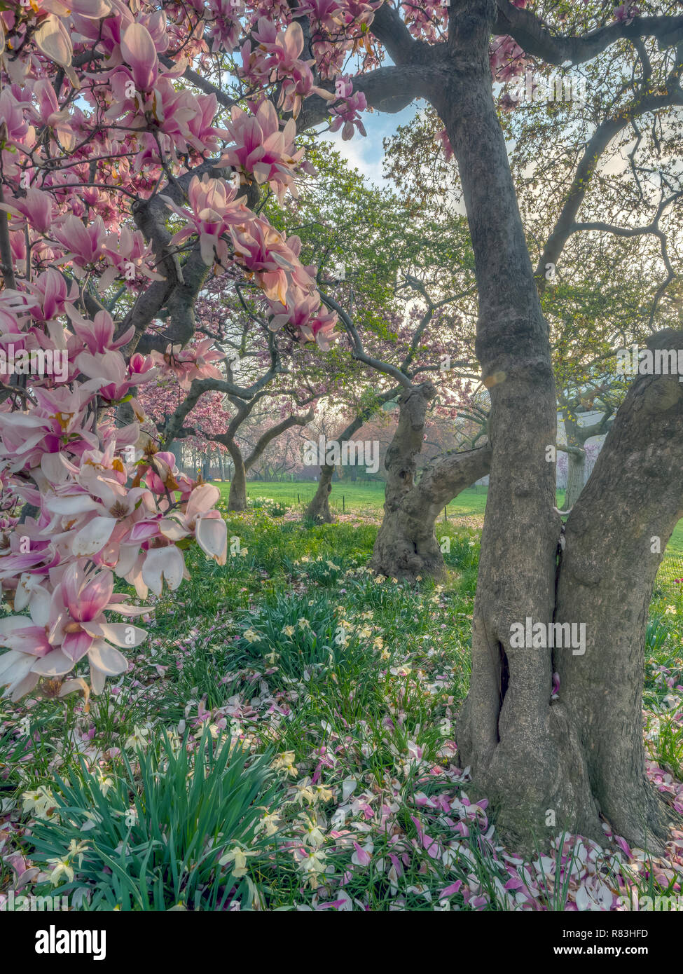 Central Park, Manhattan, New York City in spring Stock Photo - Alamy