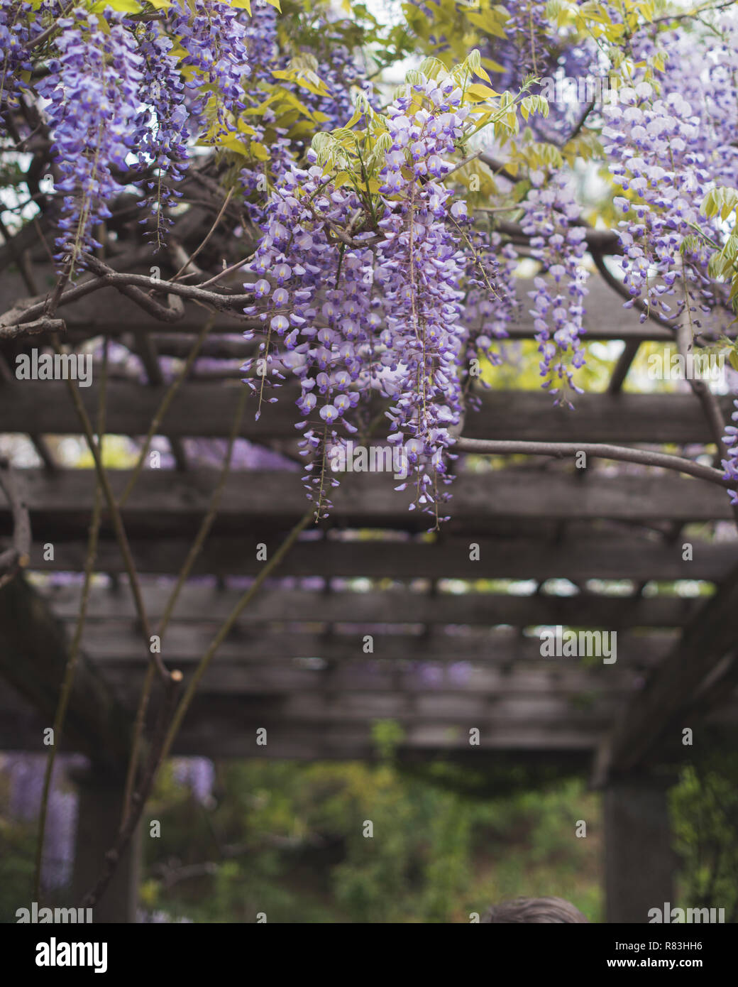 Bright purple wisteria take over the Brooklyn Botanical Garden every spring. Stock Photo