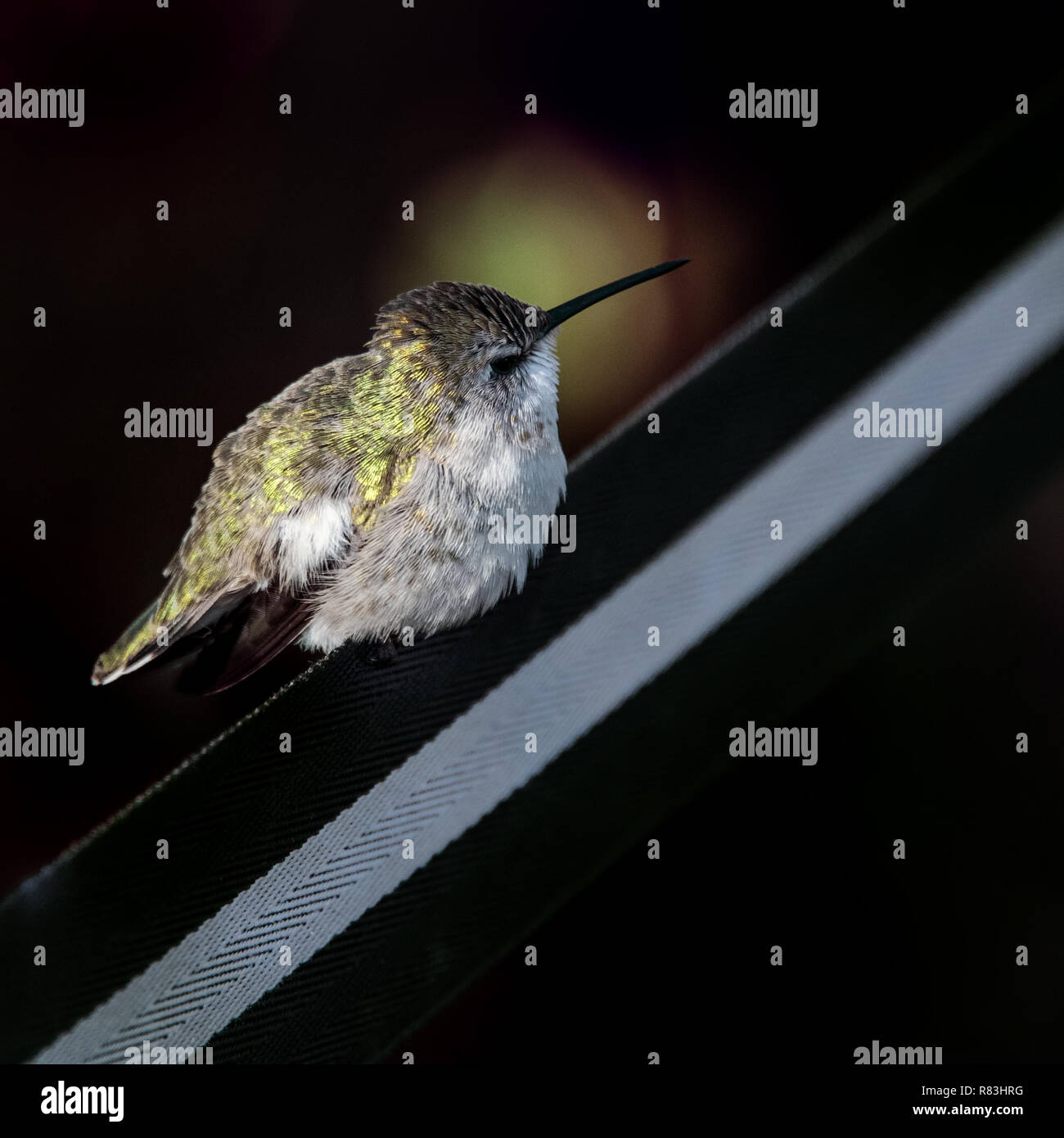 Female Hummingbird perched on Retractable Barrier Tape Stock Photo