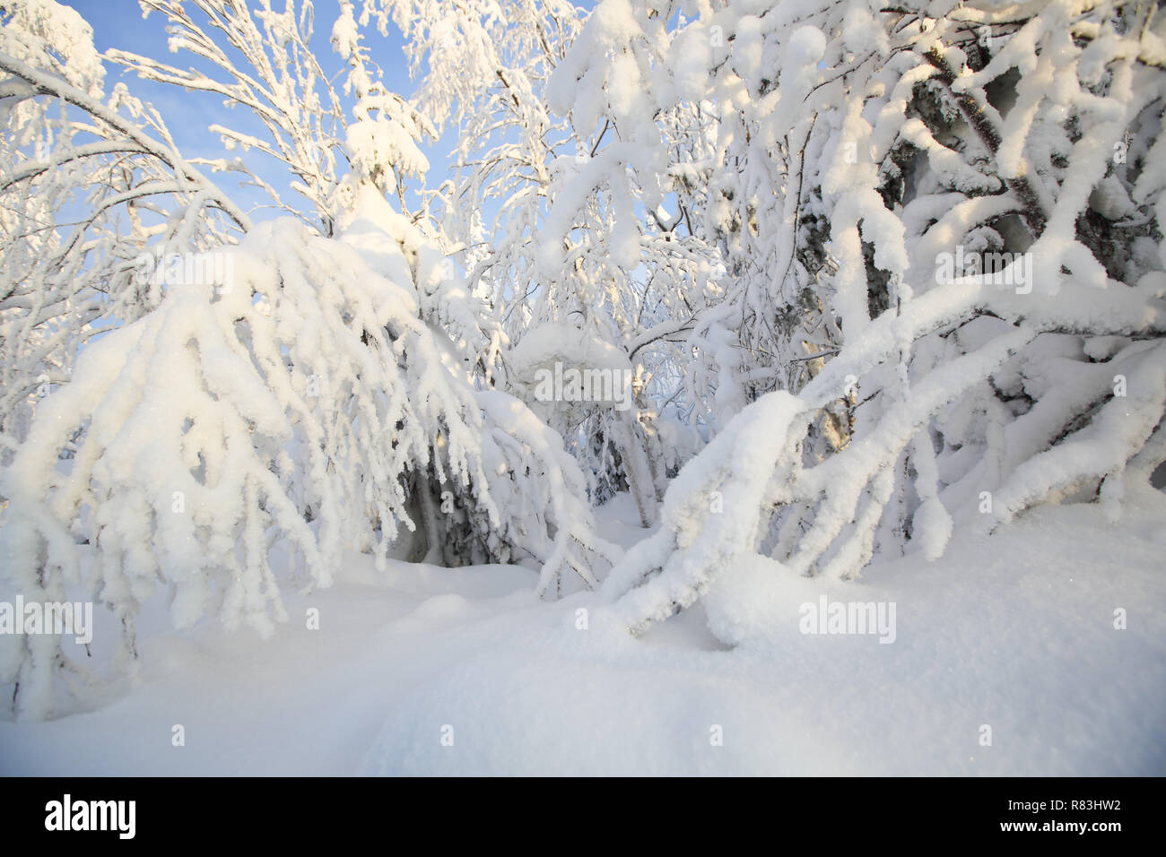 Trees covered with hoarfrost and snow arctic circle polar climate Stock Photo