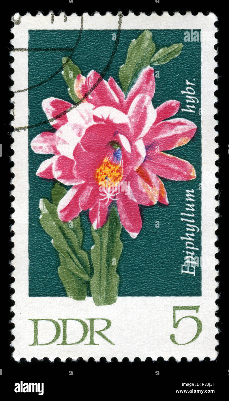 Postmarked stamp from the East Germany in the Cacti series issued in 1970 Stock Photo