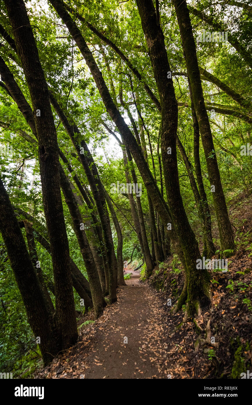 Evening view of hiking trail in Villa Montalvo County Park, Saratoga, San Francisco bay area, California Stock Photo