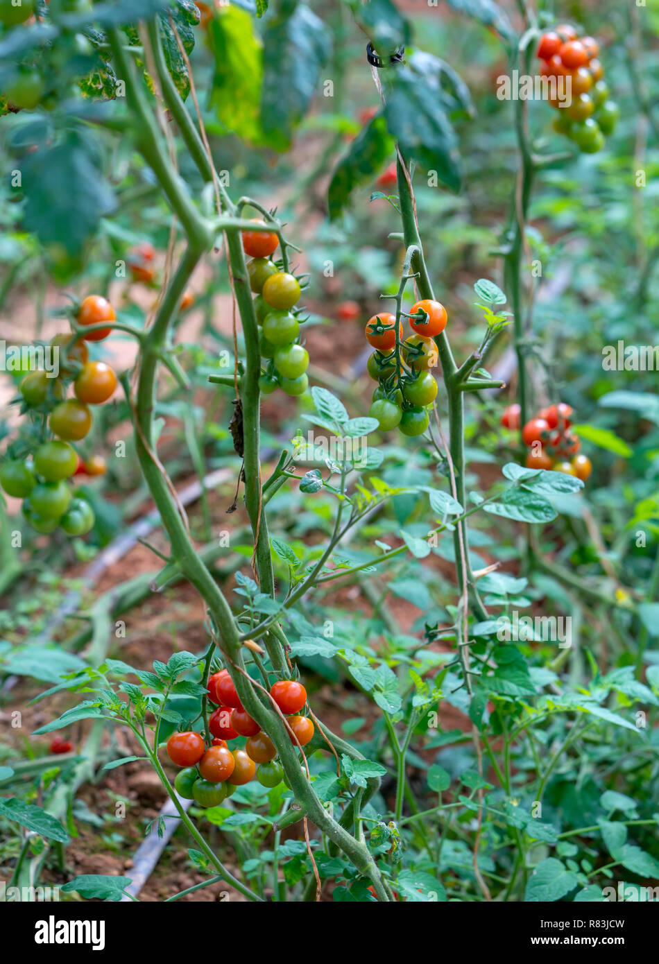 Ripe tomato in a greenhouse, ready for picking. They are Japanese