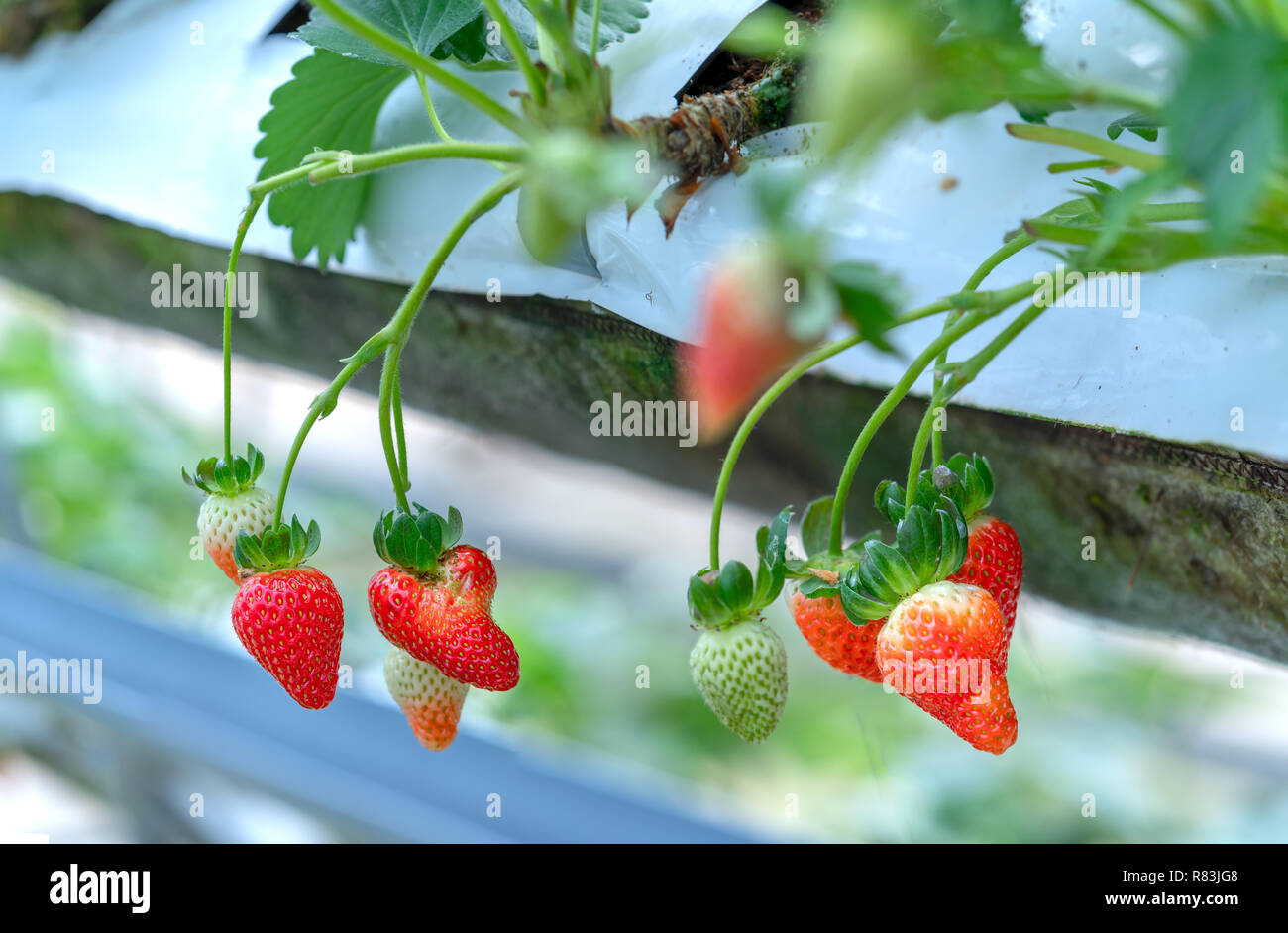 Red ripe strawberries on the rack in the garden. This fruit is rich in ...