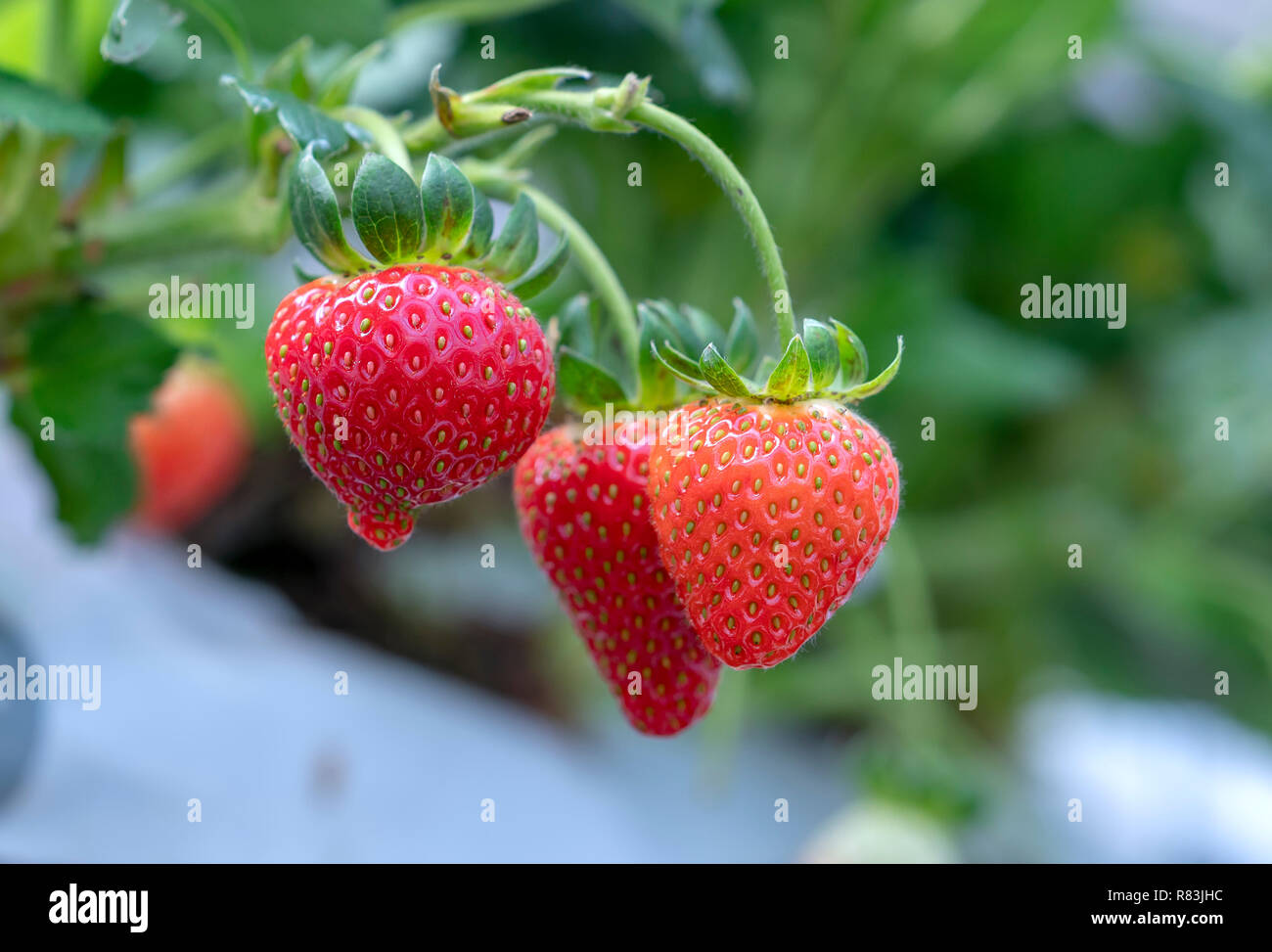 Red ripe strawberries on the rack in the garden. This fruit is rich in ...