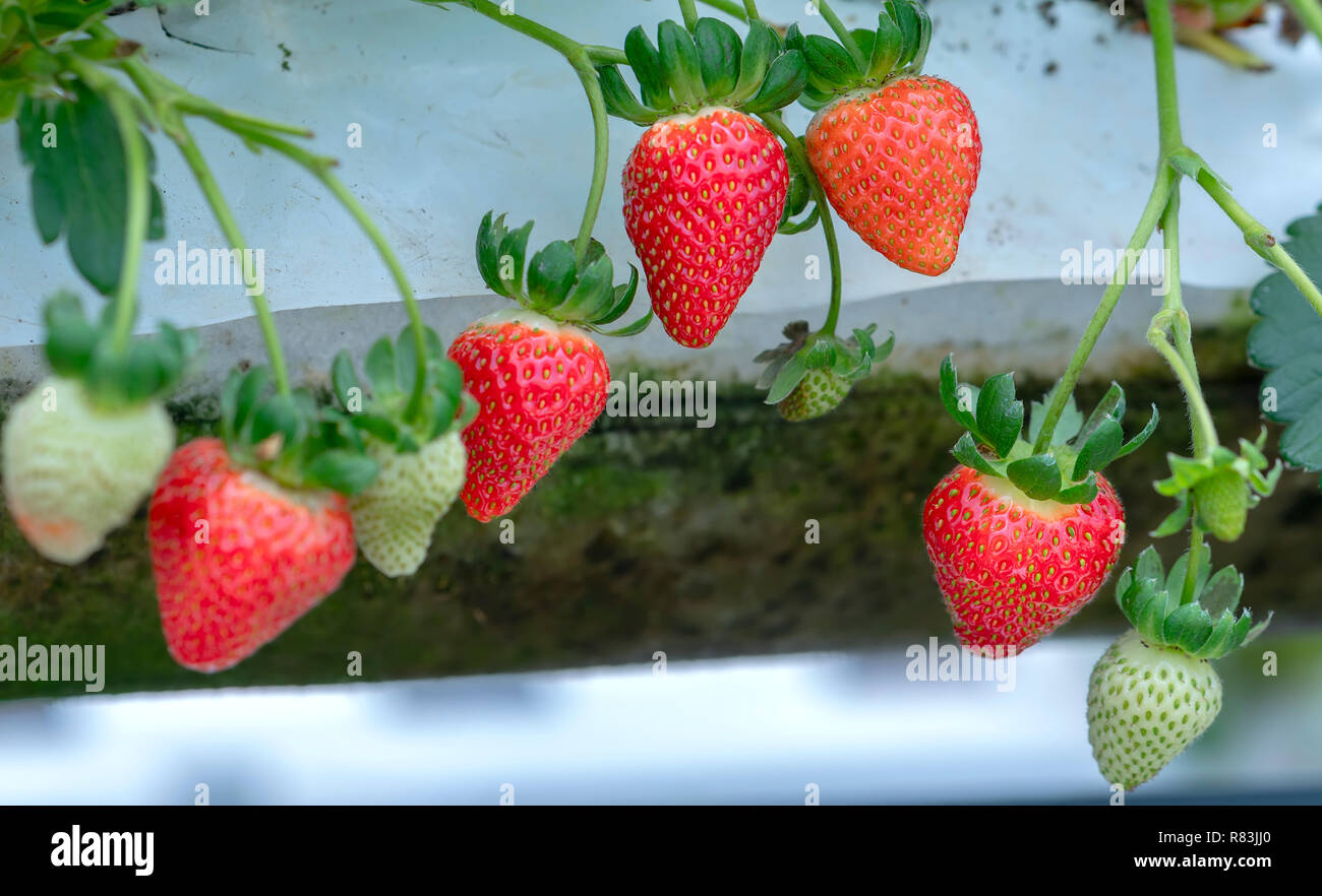 Red ripe strawberries on the rack in the garden. This fruit is rich in ...