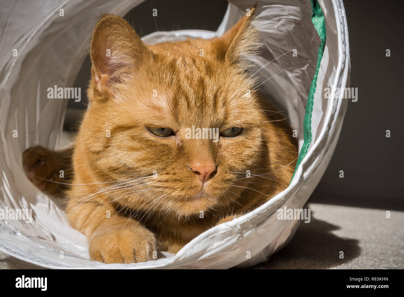 Large orange cat looking bored from playing in a cat tunnel Stock Photo