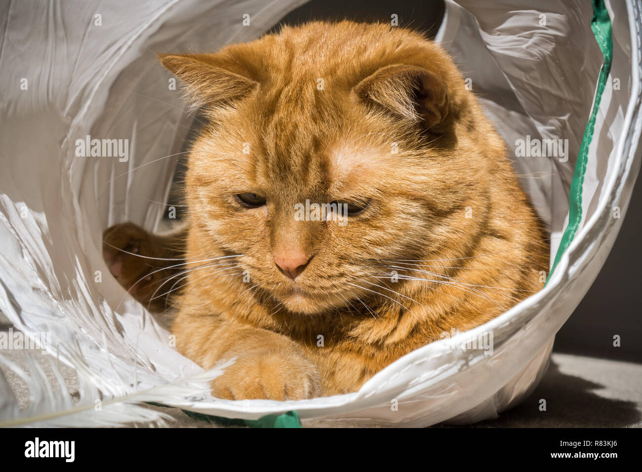 Large orange cat playing in a cat tunnel Stock Photo
