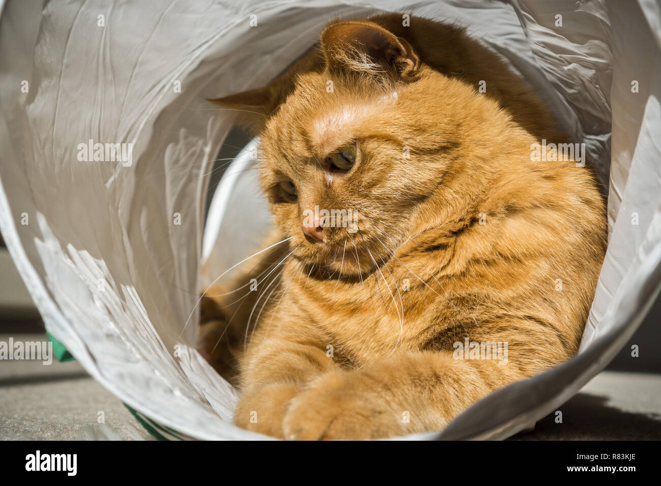 Large orange cat playing in a cat tunnel Stock Photo