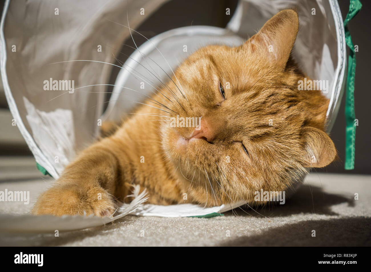 Large orange cat sleeping in a cat tunnel Stock Photo