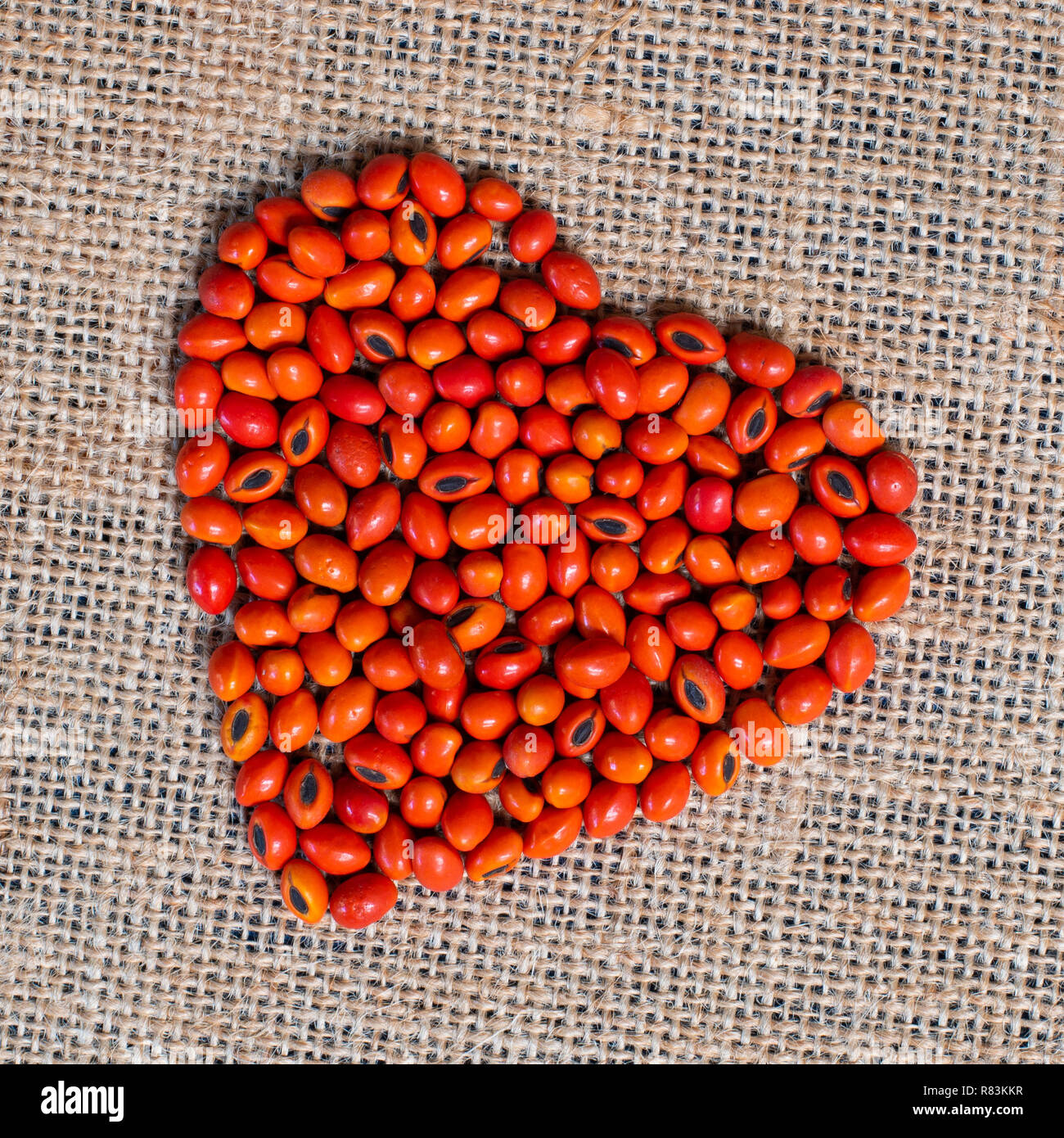 Coral tree seeds arranged in a heart shape. Stock Photo