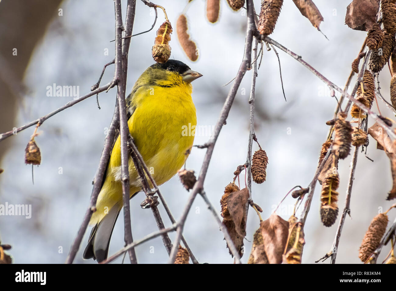 Male Lesser Goldfinch (Spinus psaltria) perched on a branch in a birch tree, south San Francisco bay area, California Stock Photo