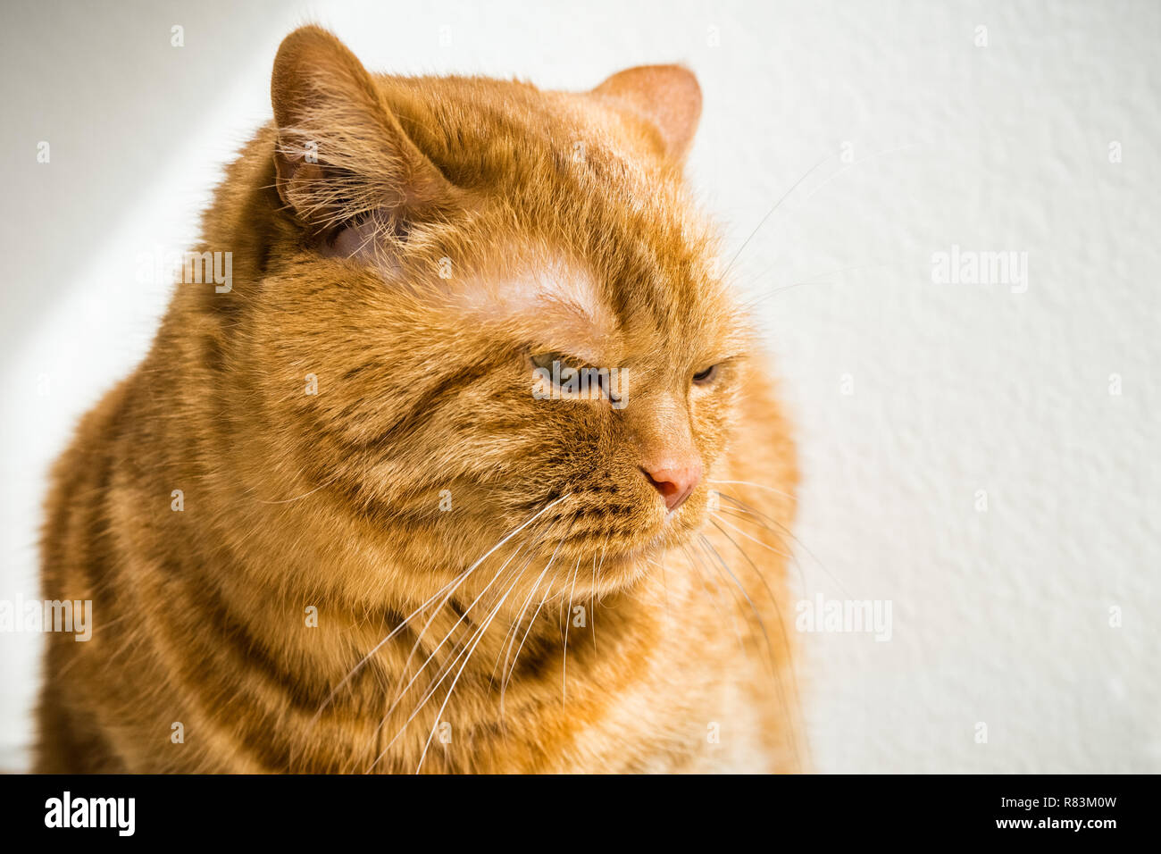 Large orange cat with its ears out sideways, signalling anger ...