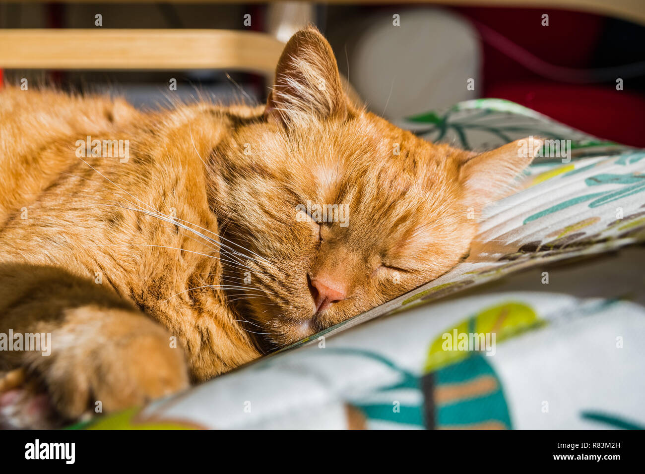 Large orange cat sleeping on a chair Stock Photo