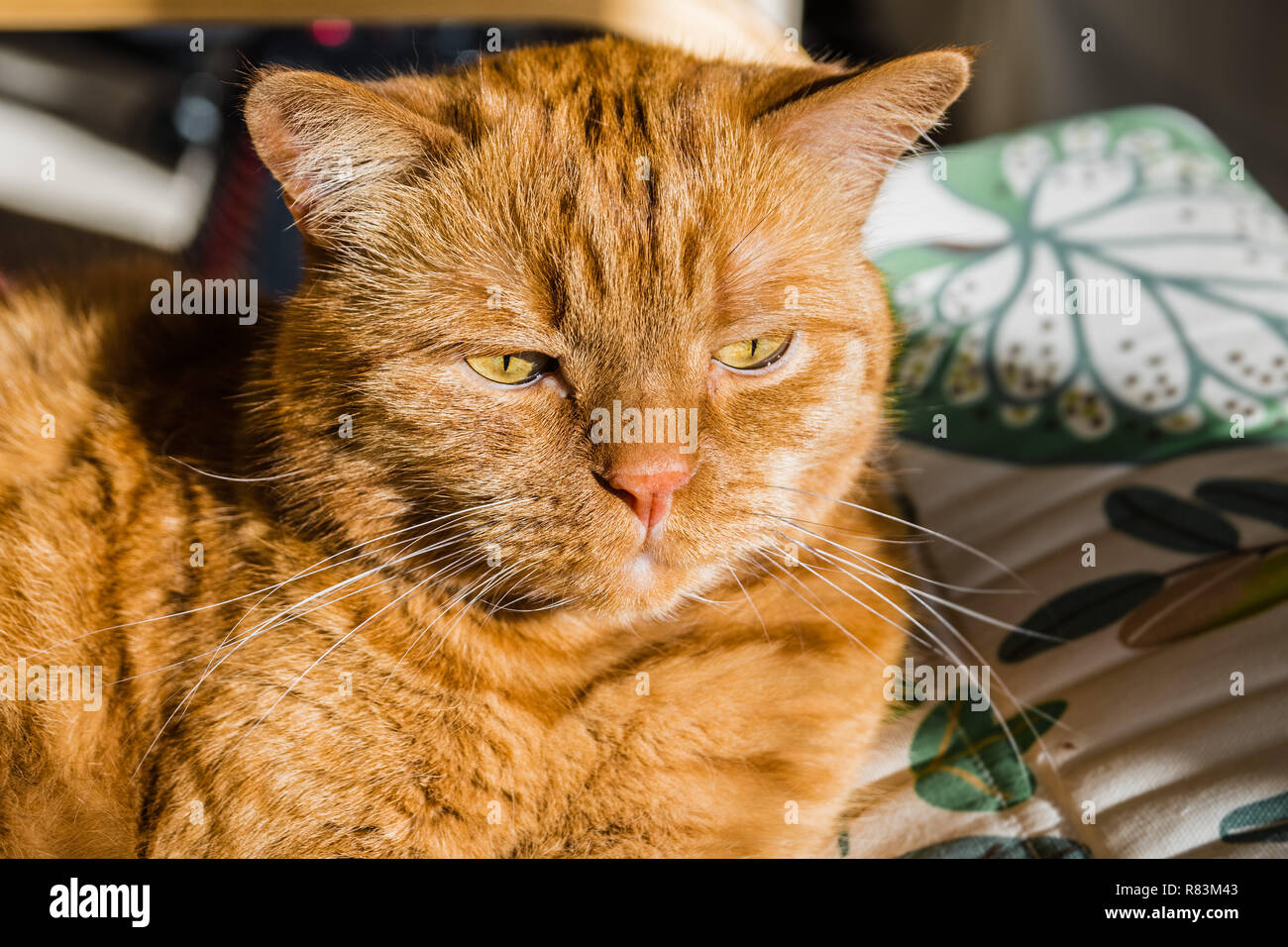 Large orange cat with the ears brought forward, listening and watching