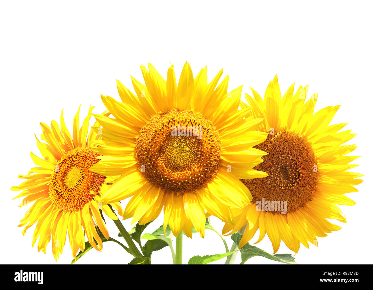 bouquet of three sunflowers isolated on white Stock Photo - Alamy