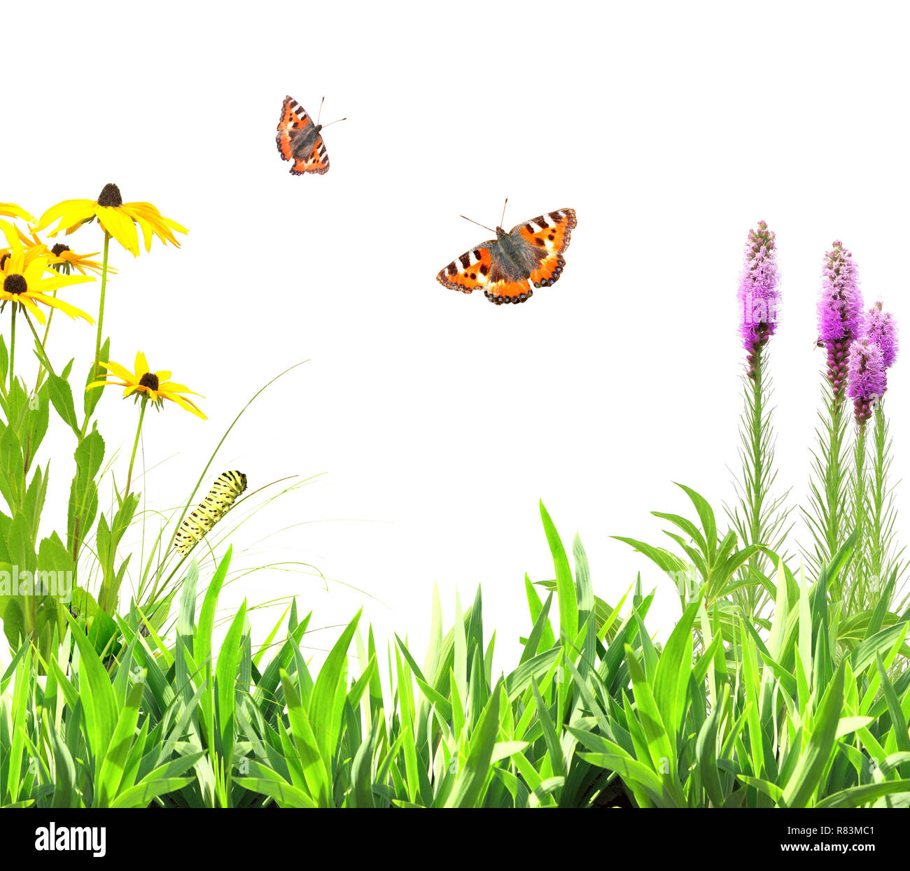 Summer flowers, green leaves and insect. Isolated on white background ...