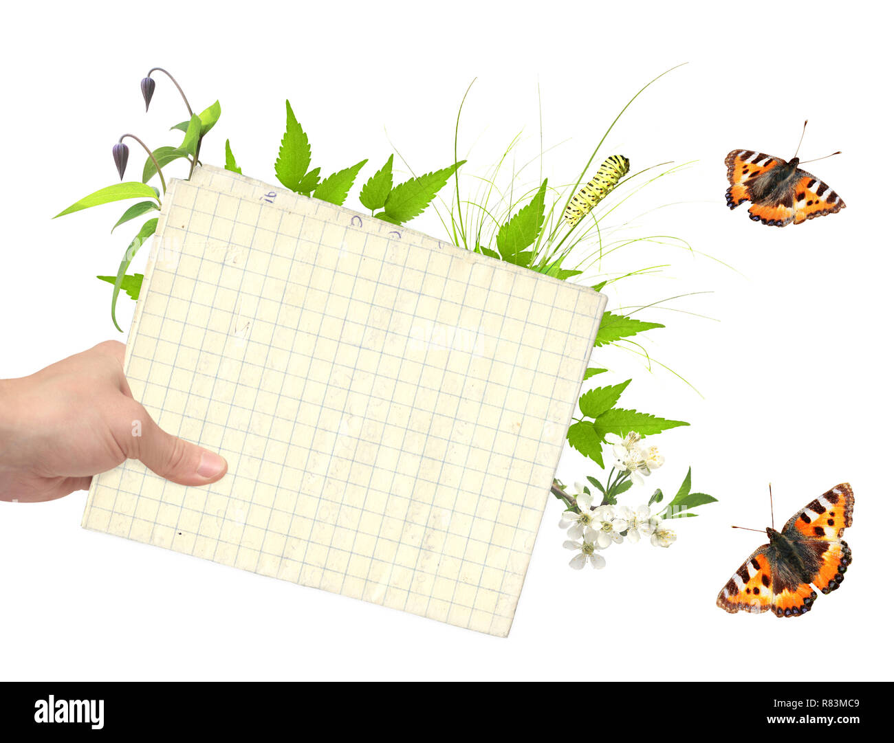 Hand and paper sheet. Isolated on white background Stock Photo - Alamy