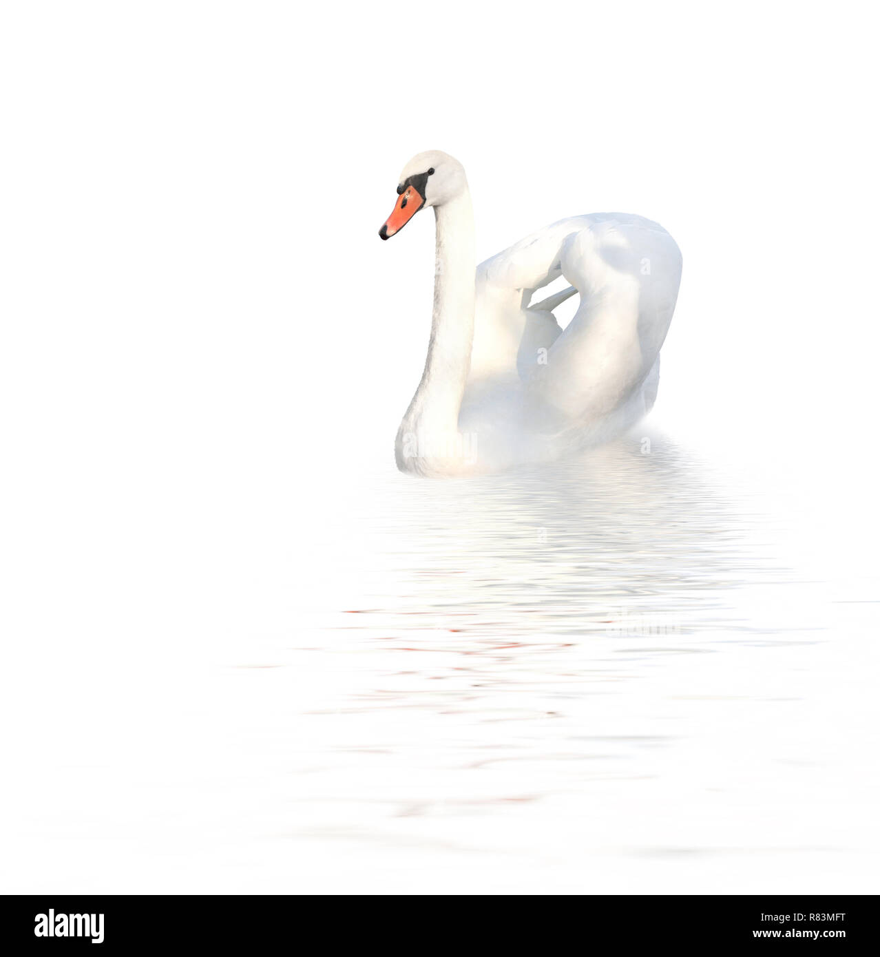 Mute swan. Isolated on white background Stock Photo
