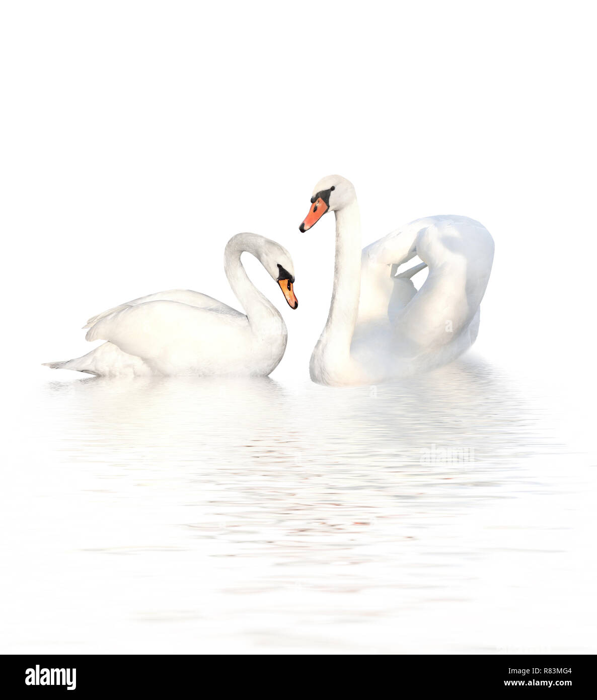 Two white swans. Isolated on white background Stock Photo
