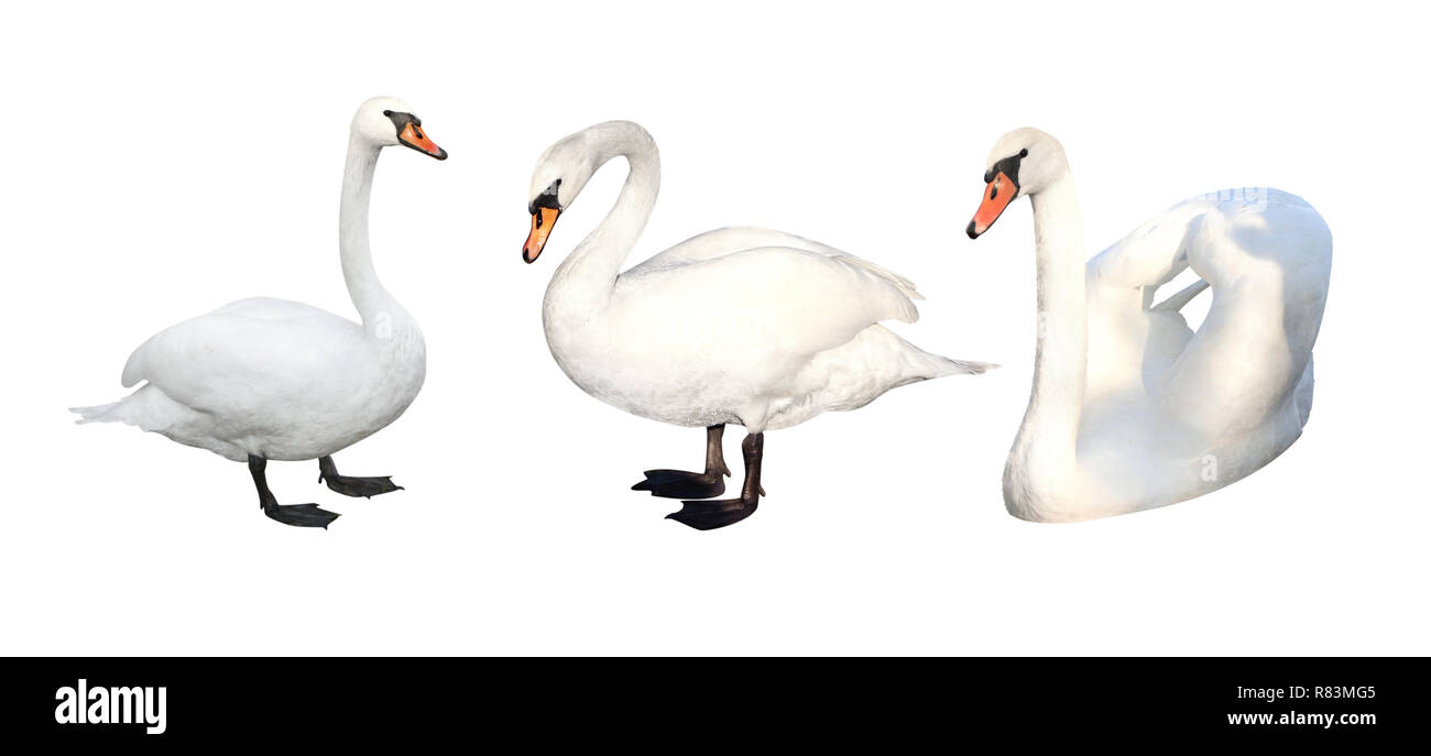 Three white swans. Isolated on white background Stock Photo