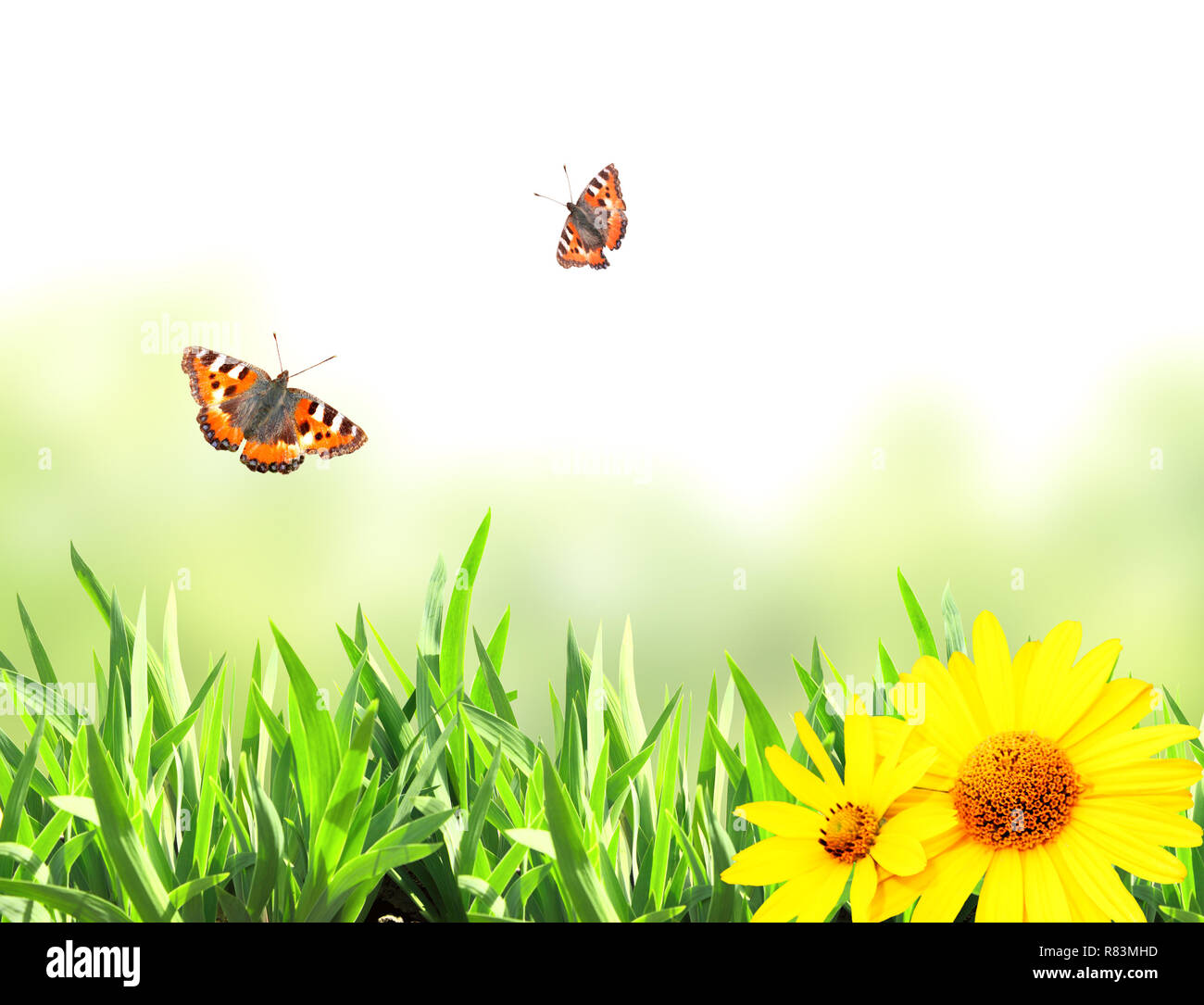 Green Grass And Butterflies. Isolated On White Bakground Stock Photo 