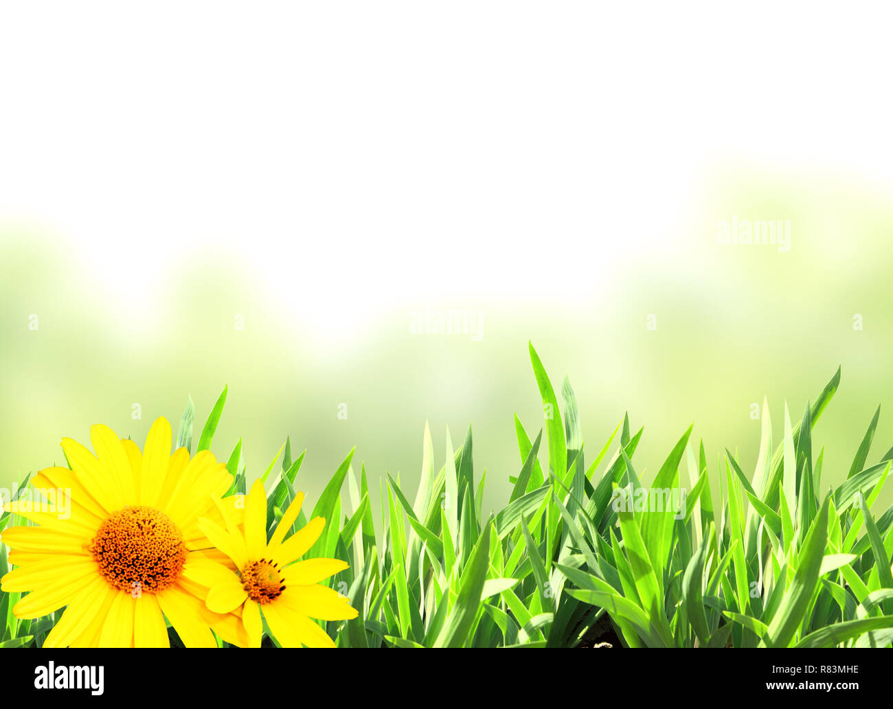 Green grass. Isolated on white background Stock Photo - Alamy