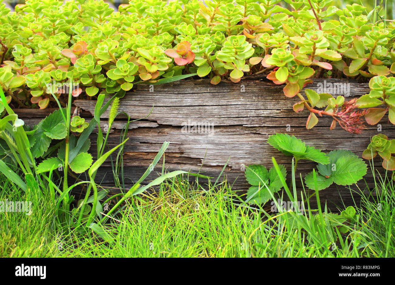 Summer background with old wooden plank, grass and green leaves Stock ...