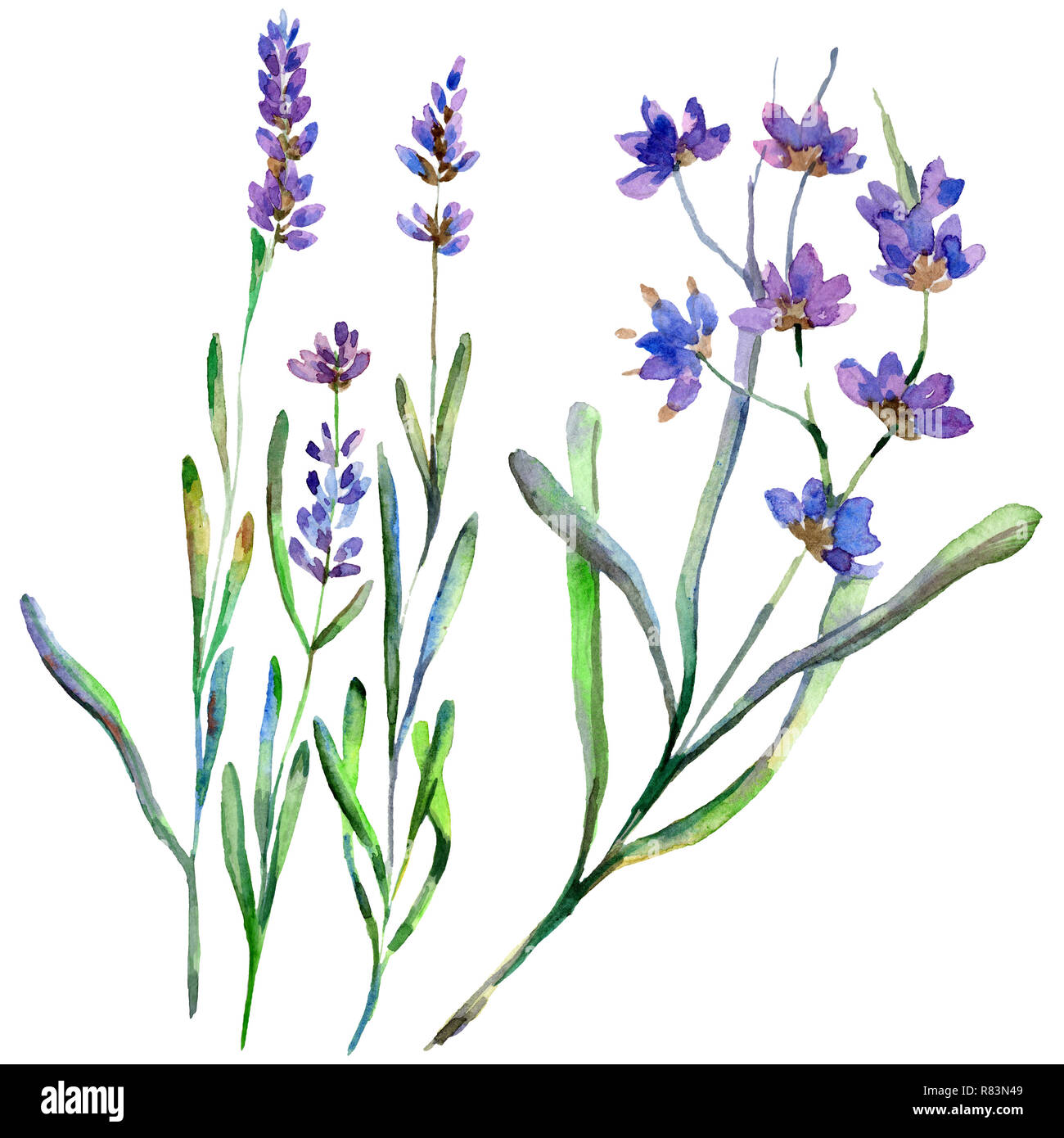 Purple lavender. Floral botanical flower. Wild spring leaf wildflower isolated. Hand drawn