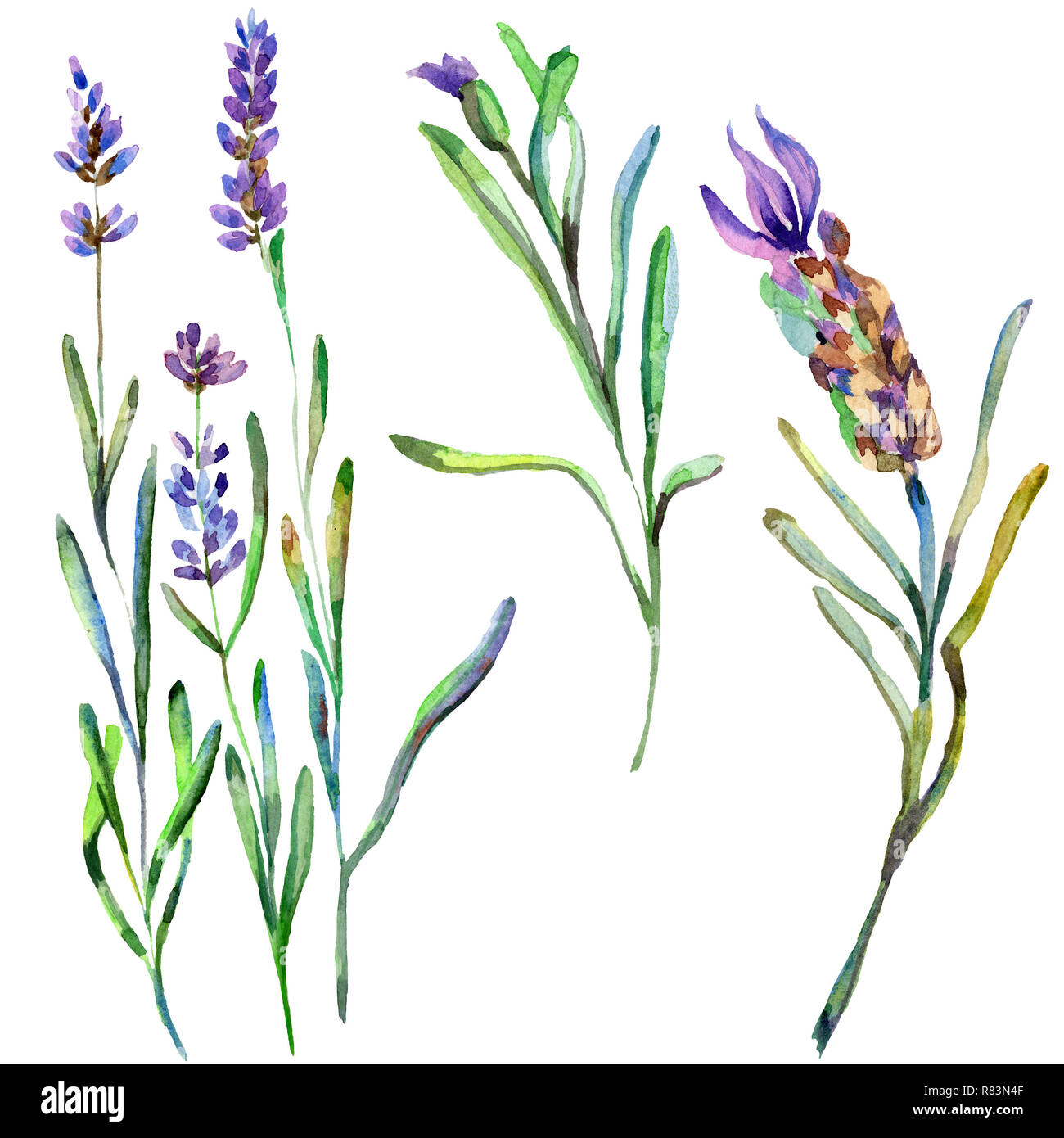 Purple lavender. Floral botanical flower. Wild spring leaf wildflower isolated. Hand drawn