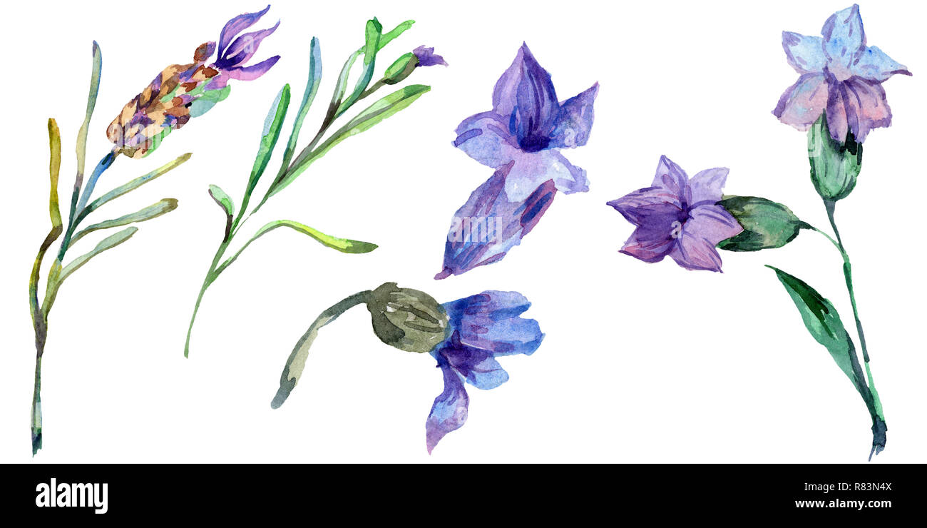 Purple lavender. Floral botanical flower. Wild spring leaf wildflower isolated. Hand drawn