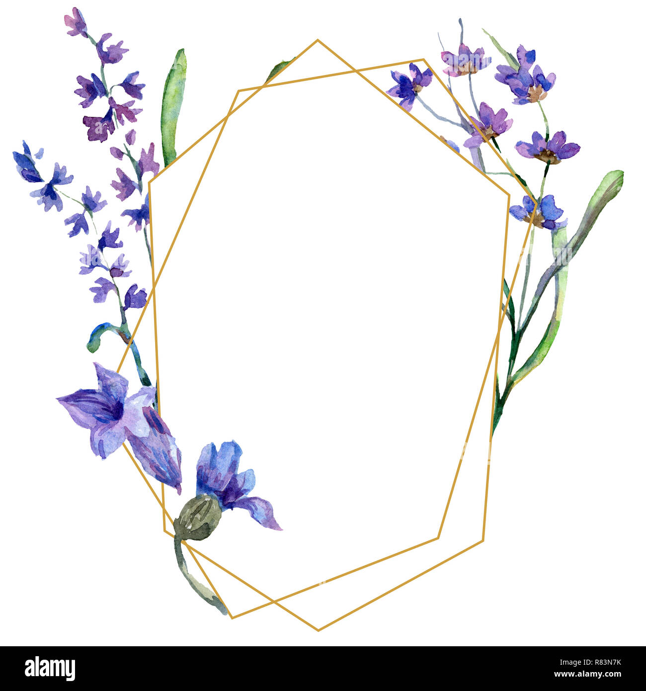 Purple lavender. Floral botanical flower. Watercolor background