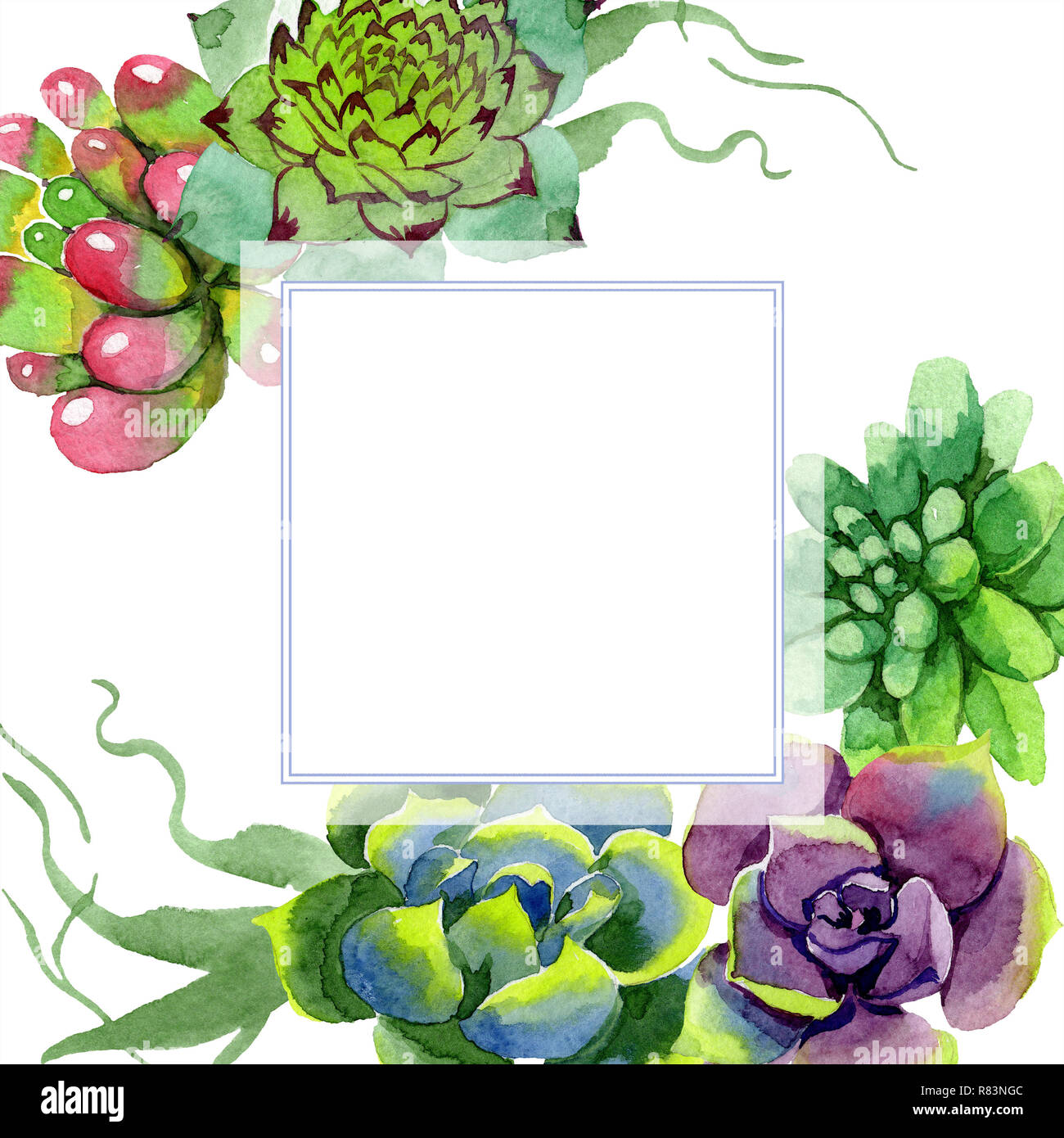 Amazing Succulent Floral Botanical Flower Watercolor Background Illustration Set Frame Border Ornament Square Aquarelle Hand Drawing Succulent Stock Photo Alamy