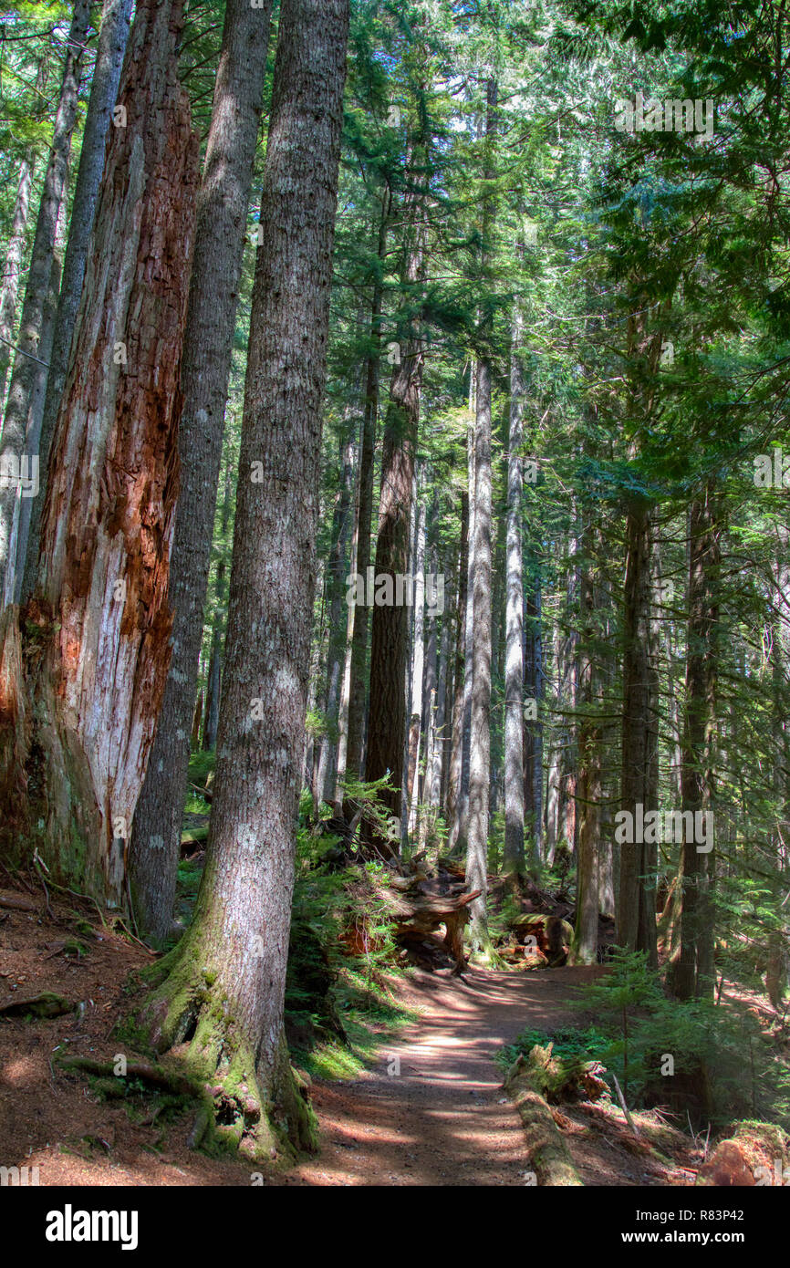 Hiking path through old growth forest in Mt. Rainier National Park. Stock Photo