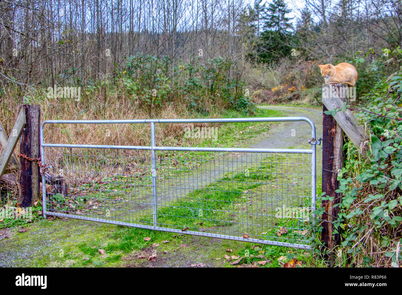 Orange Tabby cat perched on a fence post Stock Photo - Alamy