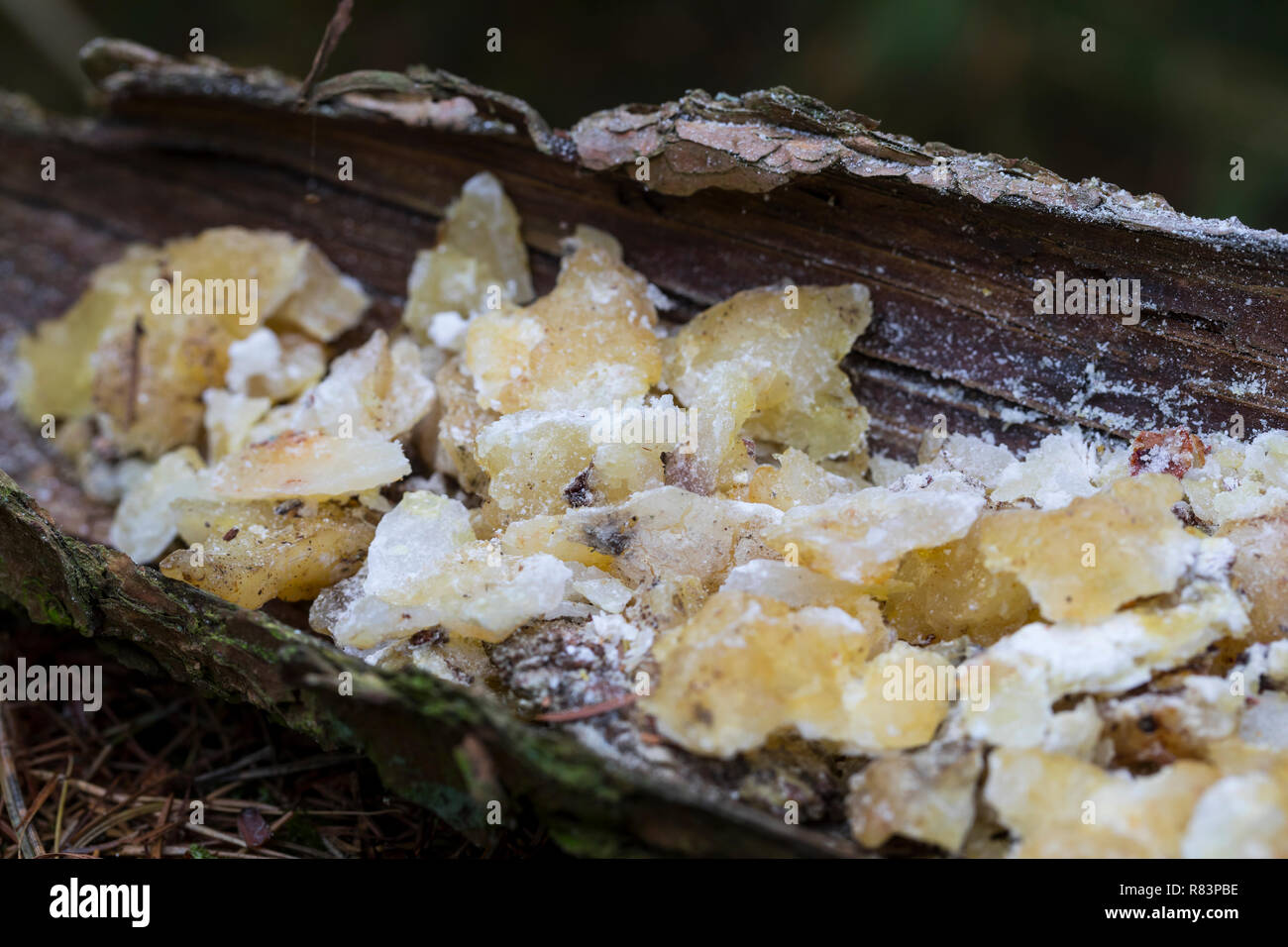 Fichtenharz, Fichten-Harz, Baumharz, Harz, Harzernte, Harz sammeln ...