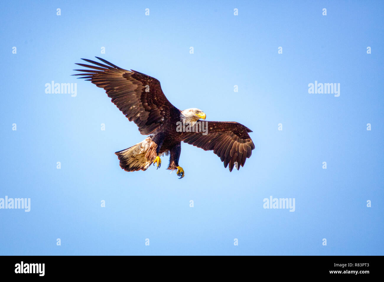 Juvenile Bald Eagle (Haliaeetus leucocephalus) in flight Stock Photo ...