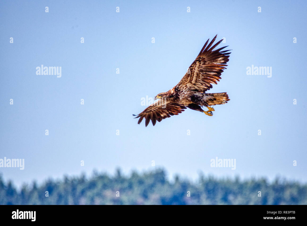 Bald Eagle Juvenile In Flight High Resolution Stock Photography and ...
