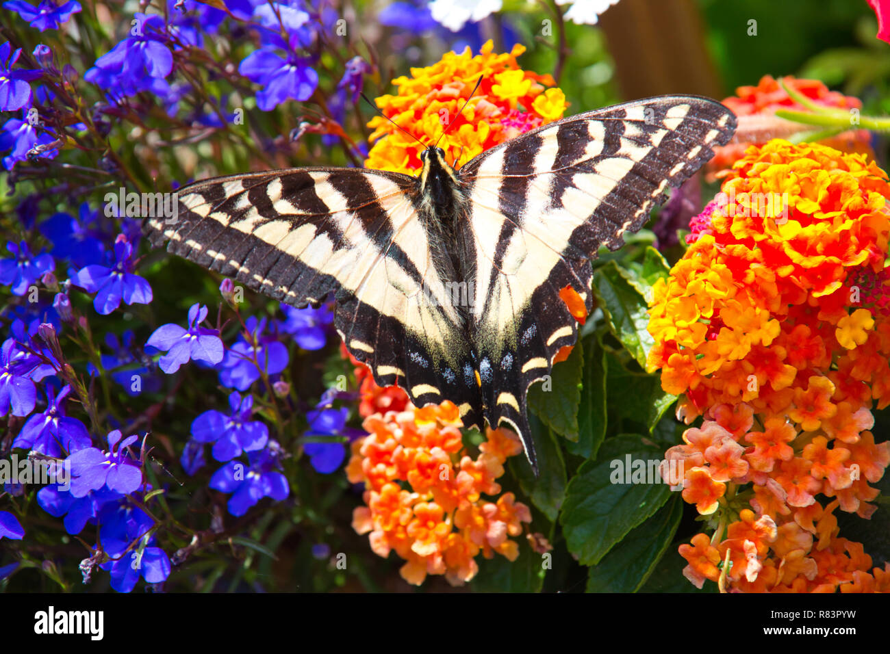 Western Tiger Swallowtail Butterfly (Papilio rutulus) on flowers. Stock Photo
