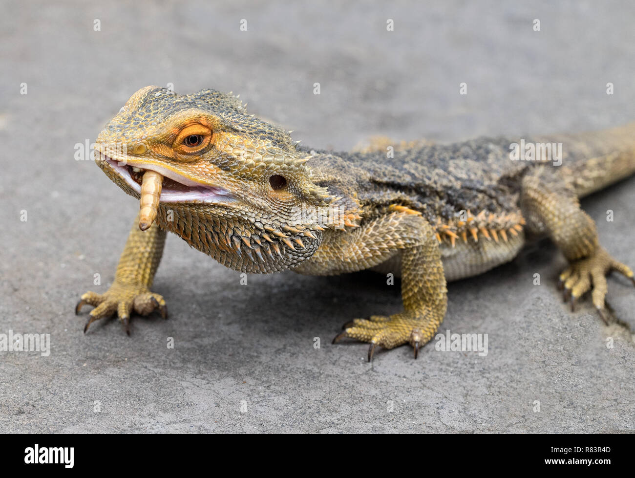 Bearded Dragon Feeding Stock Photo - Alamy