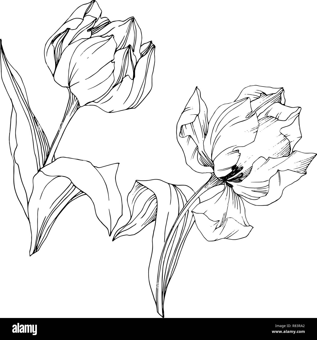 Vector Tulip Black and white engraved ink art. Floral botanical flower ...