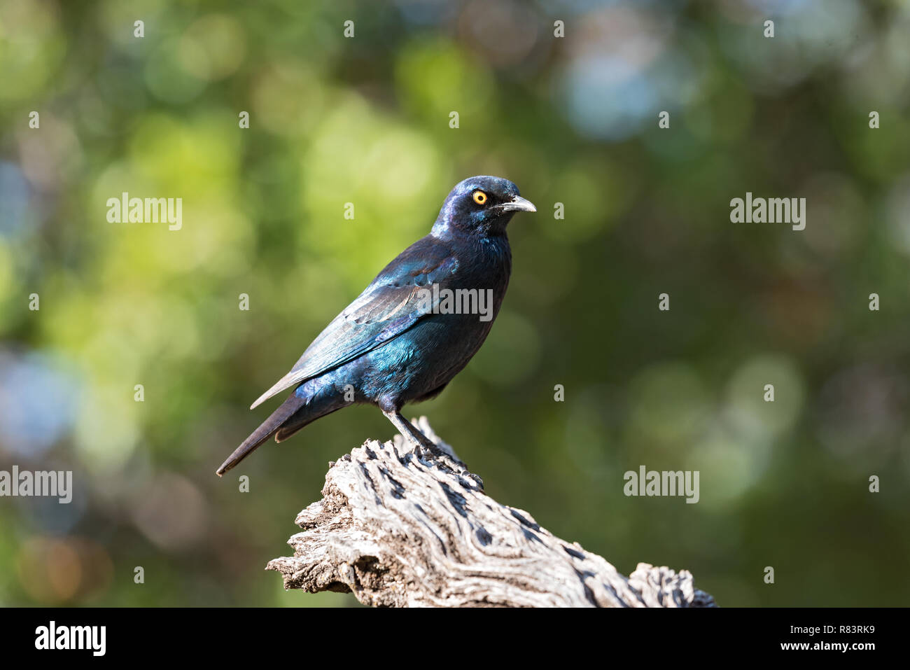 Cape glossy starling (Lamprotornis nitens) on a branch in Namibia Stock Photo