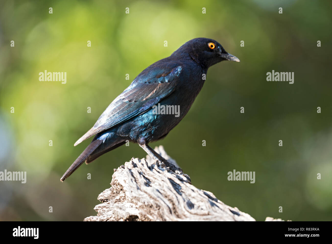 Cape glossy starling (Lamprotornis nitens) on a branch in Namibia Stock Photo