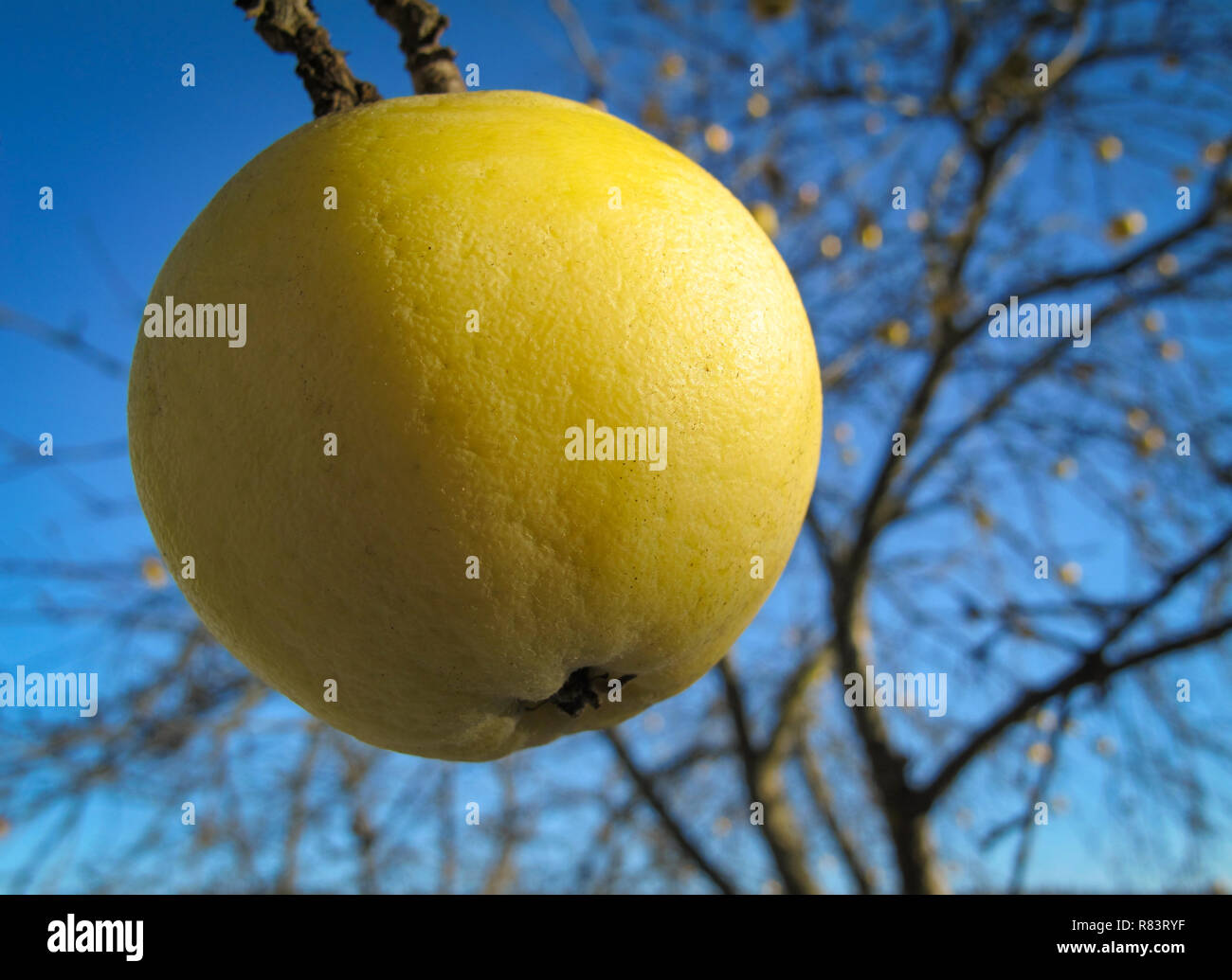 Yellow apple on blue sky background on a sunny frosty day in winter Stock Photo