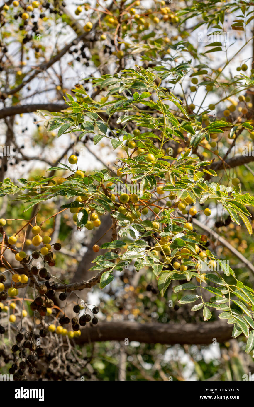Melia azedarach or chinaberry tree, Pride of India, bead-tree, Cape lilac, Persian or Indian lilac tree close up Stock Photo