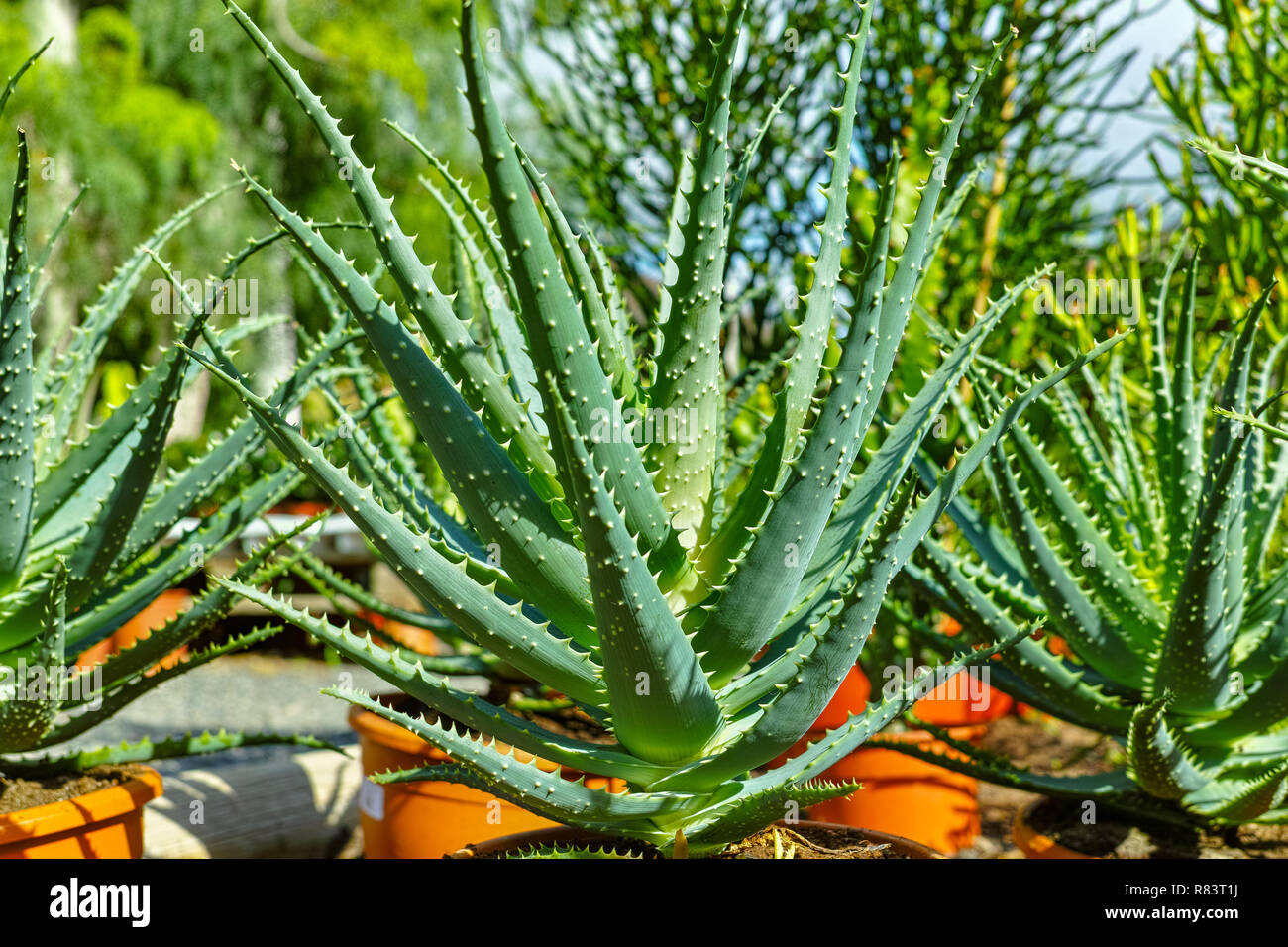 Aloe vera plants commercial cultivation Avisa factory building,  Tiscamanita, Fuerteventura, Canary Islands, Spain Stock Photo - Alamy